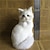 זול בובות-חיה מדומה חתול קישוט יצירתי קישוט קישוט מדומה חתול דגם כפוף חתול חתול פרסי פרח חתול כפוף חתול חתול קטן