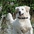 baratos Adestramento &amp; Treino de Comportamento para Cães-Dogtraining colla treinador de cães de controle remoto pet suprimentos inteligentes coleira de treinamento para animais de estimação