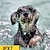 billige Hundetrening og -oppførsel-automatisk bjeffestopp for små hunder anti bjeffing elektrisk sjokkhalsbånd lades vanntett egnet for små hunder