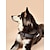abordables Colliers, harnais et laisses pour chiens-harnais pour chien chien chat harnais réglable doux durable anti-évasion sécurité sécurité sport réglable course couleur unie polyester petit chien moyen chien fuchsia 1pc
