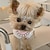 cheap Dog Collars, Harnesses &amp; Leashes-Necklace Water Diamond Transport Beads Dog Necklace Cat Jewelry Necklace Collar Necklace