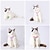 cheap Dog Collars, Harnesses &amp; Leashes-Anti Breakaway Cat Chest Strap With Engraved Lettering To Prevent Loss Colorful Cat Walking Rope Pet Traction Rope Small Dog