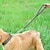 olcso Nyakörvek, hámok és pórázok kutyáknak-kisállat szőtt vonószíj kutya vontatókötél rugós öv puffer rövid kutyakötél kisállat termékek