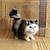 זול אביזרי פוטבוט&#039;-חיקוי חתול חיקוי חתול סט ארבע חתולים סט חמישה חתולים חוצה גבולות מוצר חיקוי חתול חיה חתול פרח חתול קישוט מתנה