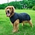 ieftine Îmbrăcăminte Câini-îmbrăcăminte transfrontalieră nouă pentru câini reflectorizante pentru câini mare jachetă generală în aer liber, îngroșată, căptușită cu bumbac, pentru animale de companie