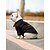 cheap Dog Clothes-Dog Cat Pajamas Solid Colored Classic Elegant Leisure Indoor Holiday Dog Clothes Puppy Clothes Dog Outfits Warm Black-Black Costume for Girl and Boy Dog Polyster S L XL