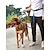 ieftine Zgărzi &amp; Lese Câini-câine pisică antrenor lesă de alergare durabil siguranță siguranță sport moale alergare în aer liber bloc de culoare poliester câine mic câine mediu câine mare verde deschis roz albastru gri 1buc