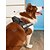 Χαμηλού Κόστους Κολάρα, Σαμαράκια &amp; Λουριά για Σκύλους-Σκυλιά Γάτες Εξαρτύσεις Προσαρμόσιμη Veste Αθλητικά Ρυθμιζόμενο ΕΞΩΤΕΡΙΚΟΥ ΧΩΡΟΥ Γράμμα Κλασσικά Πολυεστέρας Μικρός σκύλος Μεσαίο σκυλί Μεγάλο σκυλί Μαύρο 1 τεμ
