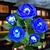 billige Pathway Lights &amp; Lanterns-solar hage rose lys, realistiske led rose blomster kirkegård dekorasjoner stake lys for hage, gårdsplass, hage og grav dekorative, vanntett (rød, med 3 opplyste blomsterhoder)