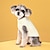 preiswerte Hundekleidung-Haustierkleidung Herbst und Winter neue Mode Bonbonfarbenpullover Hund Haustier einfarbiger Twist-Strickpullover Schutz