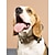 olcso Nyakörvek, hámok és pórázok kutyáknak-Kutyák Gallérok állítható Flexibilis Menekülésbizonyítás Biztonság Szabadtéri Álcázás Punk Oxfordi ruha Rekedt Labrador Shiba Inu Lhasa Apso Közepes kutya Nagy kutya Terepszínű Fekete 1db