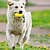 economico Giocattoli per cani-Giochi morbidi Giocattolo interattivo Giocattolo Squeak con Duraturo Esercizio per animali domestici Rilascio di pressione Giocattolo da dentizione Giocattolo per la dentizione per Prodotti per cani