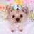 economico Vestiti per cani-accessori per animali domestici cane arco color caramella accessori fermagli per capelli accessori per capelli copricapo forniture per cani