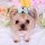 preiswerte Hundekleidung-Haustierzubehör Haustier Hund Bonbonfarben Schleife Haustier Haarspange Zubehör Kopfbedeckung Hundebedarf