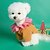 baratos Casacos-Cachorros Gatos Casacos Jaqueta Estilo bonito Casual Inverno Quente Respirável Macio Lavável Confortável Ao ar livre Casual / Diário Roupas para cães for Bichon Frise Pomerânia Animais de Pequeno