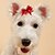 billige Hundetøj-trend udsøgt og sød enkelt stykke bånd blomst perle hår kort sløjfe små blomsterperler kæledyrshund dekorativ hovedblomst