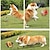 Χαμηλού Κόστους Παιχνίδια για σκύλους-1 τμχ διαδραστικό παιχνίδι με μπάλα για κατοικίδια με τσιράκι για διασκεδαστική προπόνηση και παιχνίδι