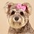 preiswerte Hundebekleidung &amp; Zubehör-Hunde Katzen Verzierungen Kuschelig Brautkleider schlicht Winter Atmungsaktiv Weich Waschbar Komfortabel Outdoor Casual Hundebekleidung for Bichon Frise Spitz kleines Haustier Schmetterling Small