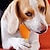 Χαμηλού Κόστους Παιχνίδια για σκύλους-Σχεδιασμός ποδιών κοτόπουλου, ανθεκτικά παιχνίδια μασήματος λατέξ για σκύλους