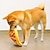 baratos Brinquedos para Cães-1pc design de pizza pet moagem dentes brinquedo de pelúcia estridente brinquedo durável para cão fornecimento interativo