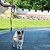preiswerte Hundespielsachen-Kugel Kau-Spielzeug Interaktives Spielzeug mit Langlebig Haustierübung für Hunde Katzen Innen Draussen Haustier spielen