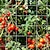 abordables Jardinage-Filet de treillis robuste pour plantes de jardin, filet de culture pour plantes grimpantes, extérieur et intérieur, pour haricots, tomates, pois, fleurs de citrouille