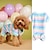 voordelige Hondenkleding-huisdierkleding trend veelzijdige en comfortabele flanel regenbooggestreepte vierpotige teddy vechthond thuistrui