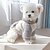 voordelige Hoodies-Honden Katten Hoodies Modieus leuke Style Winter Warm Zacht Wasbaar Comfortabel Buiten Sport Hondenkleding for Bichon Frise Poedel pomeranian kleine huisdieren Vlinder