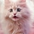 abordables Tops-Chica 3D Gato Camiseta Camisas Rosa Manga Corta Impresión 3D Verano Activo Moda Estilo lindo Poliéster Niños 3-12 años Cuello Barco Exterior Casual Diario Ajuste regular
