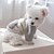 voordelige Hoodies-Honden Katten Hoodies Modieus leuke Style Winter Warm Zacht Wasbaar Comfortabel Buiten Sport Hondenkleding for Bichon Frise Poedel pomeranian kleine huisdieren Vlinder
