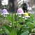 abordables sculptures et statues de jardin-jardin de fées miniature lueur dans les fleurs sombres lueur ensemble de 6, décor de maison de poupée accessoire de paysage de jardin de fées