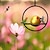 economico birdwatching e fauna selvatica nel cortile-Mangiatoia per colibrì sospesa in acciaio inossidabile: perfetto elemento decorativo per esterni per gli amanti della natura che migliorano il tuo giardino