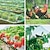 ieftine Gradinarit-Pachet de 2 plase antipăsări (2 m x 5 m / 6,5 ft x 16,3 ft) cu plasă pentru plante de grădină din sfoară pentru protejarea plantelor legumelor și pomilor fructiferi de păsări și animale
