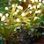levne Světla cesty &amp; lucerny-2ks solární venkovní voděodolná světluška zelená listové světlo na trávník 6 led kymácející se zahradní světlo park patio chodník krajinná dekorace