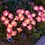 baratos Luzes e lanternas de caminho-Simulação de led flor solar 8 modos luz de gramado luz de flor de camélia ao ar livre à prova d&#039;água luz de jardim vila parque quintal gramado passarela decoração de paisagem 1/2 unidades