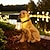 billige Skulptur og landskapslys-hund solar lys utendørs, vanntett, hund hage dekor, solar hage lys utendørs vanntett dekorasjon landskap arrangement plen lampe utendørs ornamenter