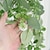 abordables Plantes artificielles-plantes artificielles comprenant des fougères, des vignes, des pissenlits, des feuilles d&#039;eucalyptus et du lierre, idéales pour une utilisation intérieure et extérieure, parfaites pour accrocher dans