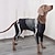 cheap Halloween Pet Costume-Dog Halloween Costumes Dog Costume Skeleton / Skull Scary Costume Soft Halloween Carnival Party  Dog Puppy Clothes Outfits
