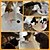 economico Giocattoli per cani-Giocattolo interattivo con Adatto agli animali Esercizio per animali domestici per Prodotti per gatti Al Coperto All&#039;aperto Giocattoli per animali