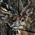 cheap Hunting Hoodies-Men's Wildlife Hoodie Hoodies Sweatshirt Fashion Daily Casual Long Sleeve Hooded Vacation Streetwear Light Brown Brown 5 Brown 6 Brown 7 Brown2 Printing Winter Spring &amp;  Fall Designer S M L XL XXL 3XL