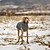 baratos Casacos-Cachorros Casacos Jaqueta Colete de lã Reflector Prova-de-Água Quente Ao ar livre Roupas para cães for Galgo Médio Grande