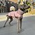 voordelige Jassen-Honden Jassen Jack Pufferjack Reflecterend Verstelbaar waterdicht Winddicht Warm Buiten Hondenkleding for Windhond Gemiddeld Grote