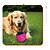 abordables Jouets pour chats-Balle Jouets de mastication Lanceurs de Balle Jouet interactif Jouet de grincement avec Durable Exercice pour animaux de compagnie Relâcher la pression Dressage d'animaux Jouet de corde de dentition