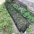preiswerte Gartenhandwerkzeuge-2-in-1 tragbarer Gewächshausschutz vor Sonnenhitze, Gartentunnel-Schattennetzabdeckung mit Schnellverschluss-Technologie, Reihenabdeckungen für Gemüsepflanzenschutz vor der Sonne