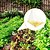 cheap Animal Support &amp; Care-20 Pieces of Disposable Outdoor Garden Snail and Slug Traps - help You Solve The Snail and Slug Problem - PE Material No Electricity Required