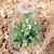 billige plantepleietilbehør-10/20/30 stk klar hage cloche for planter, plante dekker beskyttere, gjenbrukbart klokke plante dekke, multifunksjonelle plante dekker plante, beskytte planter mot fugler, dyr, frost, frostvær