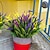 ieftine Flori Artificiale-6 pachete de flori de plante artificiale pentru exterior - arbusti de verdeață din plastic fals rezistent la UV - plante artificiale - jardiniere exterioare cu fereastră de grădină verandă decorațiuni