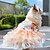 voordelige Hondkleding &amp; Accessoires-Regenboogvlinder hondenjurken voor kleine hondenmeisjes, puppy kant tutu prinsessenjurk kattenoutfit huisdier vlinderkostuum voor kitten chihuahua yorkie keeshond