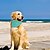 baratos Essenciais de Verão-Bandana refrescante para cães - Pacote com 2 cachecóis ajustáveis para animais de estimação, coleira térmica para resfriamento instantâneo e proteção contra insolação para cães de raças pequenas,