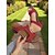 economico Sandali Comodi-sandali da donna con cinturino a T rosso - tacco comodo e design traforato, ideali per abbigliamento casual ed eventi estivi alla moda